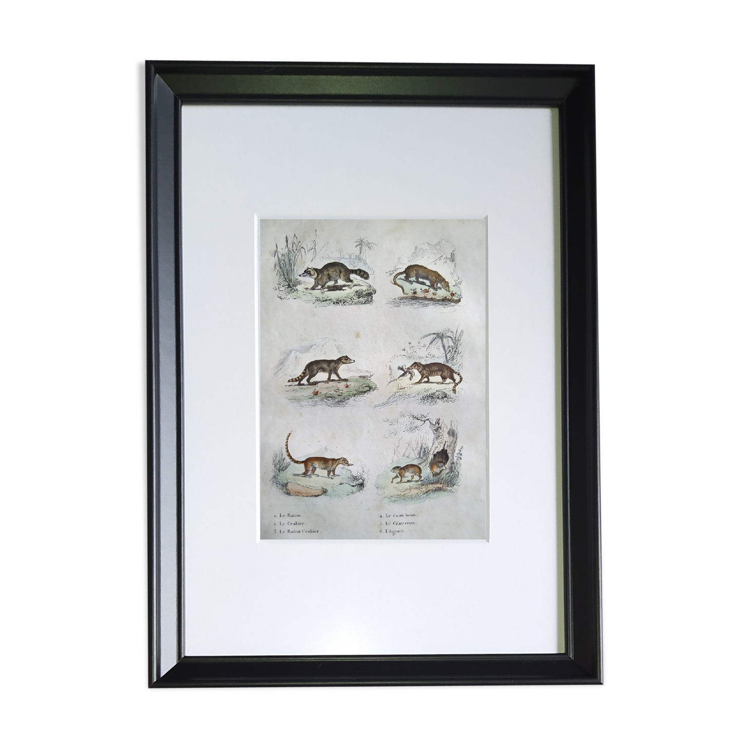 Original zoological board " raton, crabier, raton crabier,... - buffon 1838