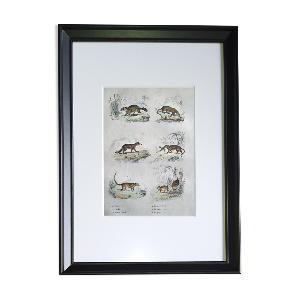 Planche zoologique originale 