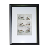 Original zoological board " raton, crabier, raton crabier,... - buffon 1838