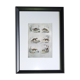 Original zoological board " raton, crabier, raton crabier,... - buffon 1838