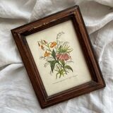 2 small old wooden frames with botanical engraving
