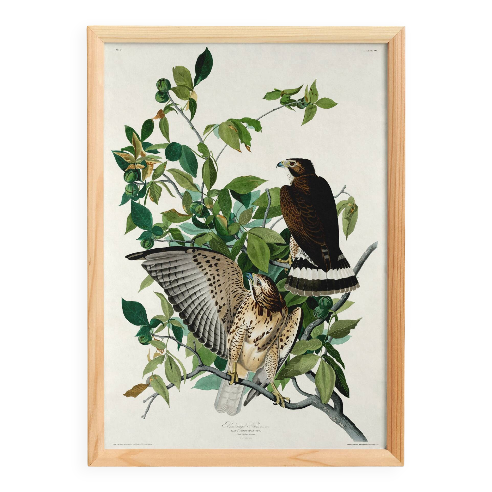 Affiche sur le Faucon des prairies, d’après une gravure ancienne de 1827.