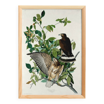 Poster about the Prairie Falcon, based on an old engraving from 1827.