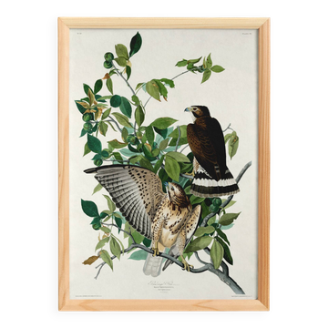 Affiche sur le Faucon des prairies, d’après une gravure ancienne de 1827.