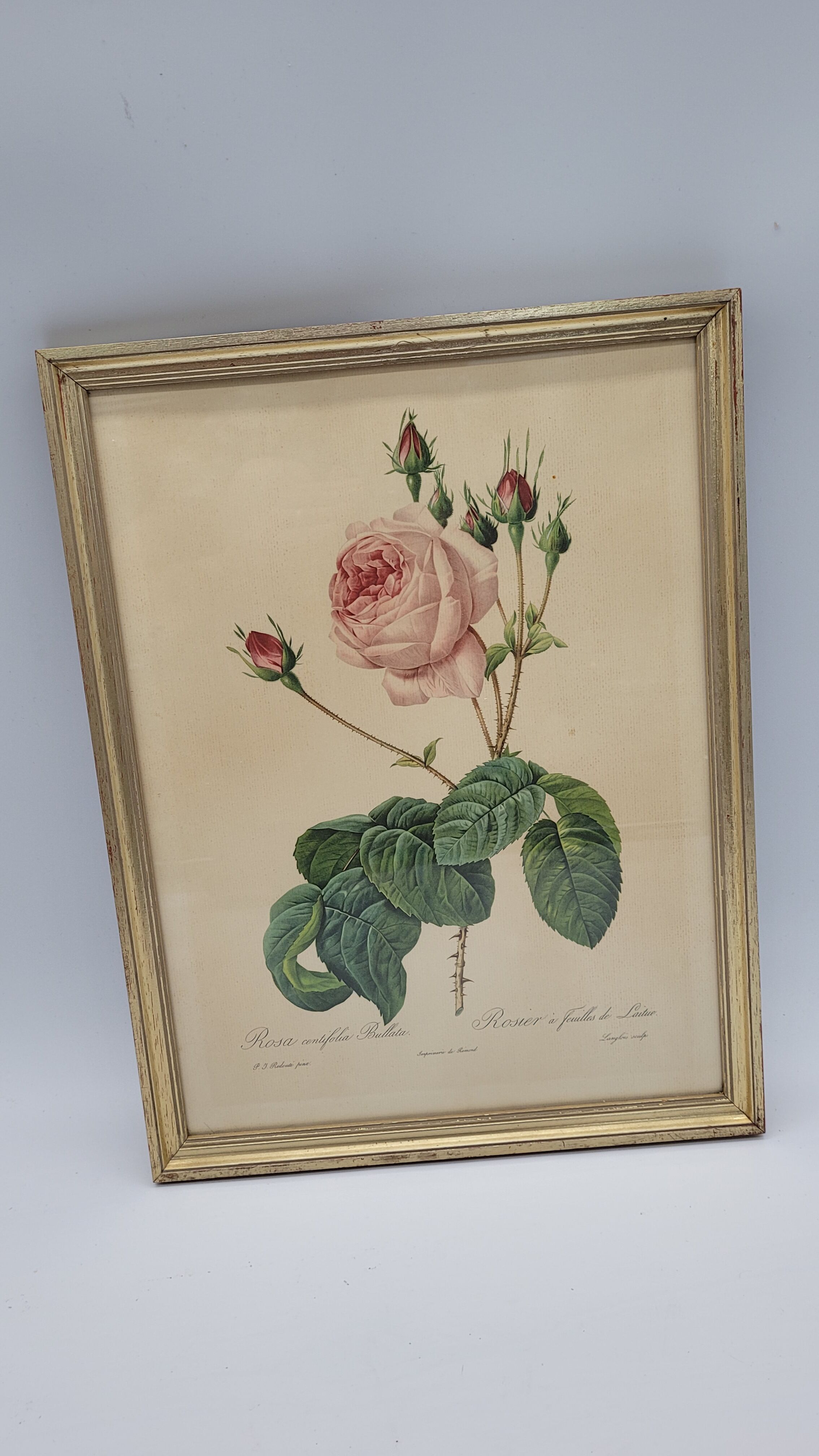 Lithograph Rose Leaves Lettuce