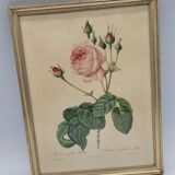 Lithograph Rose Leaves Lettuce