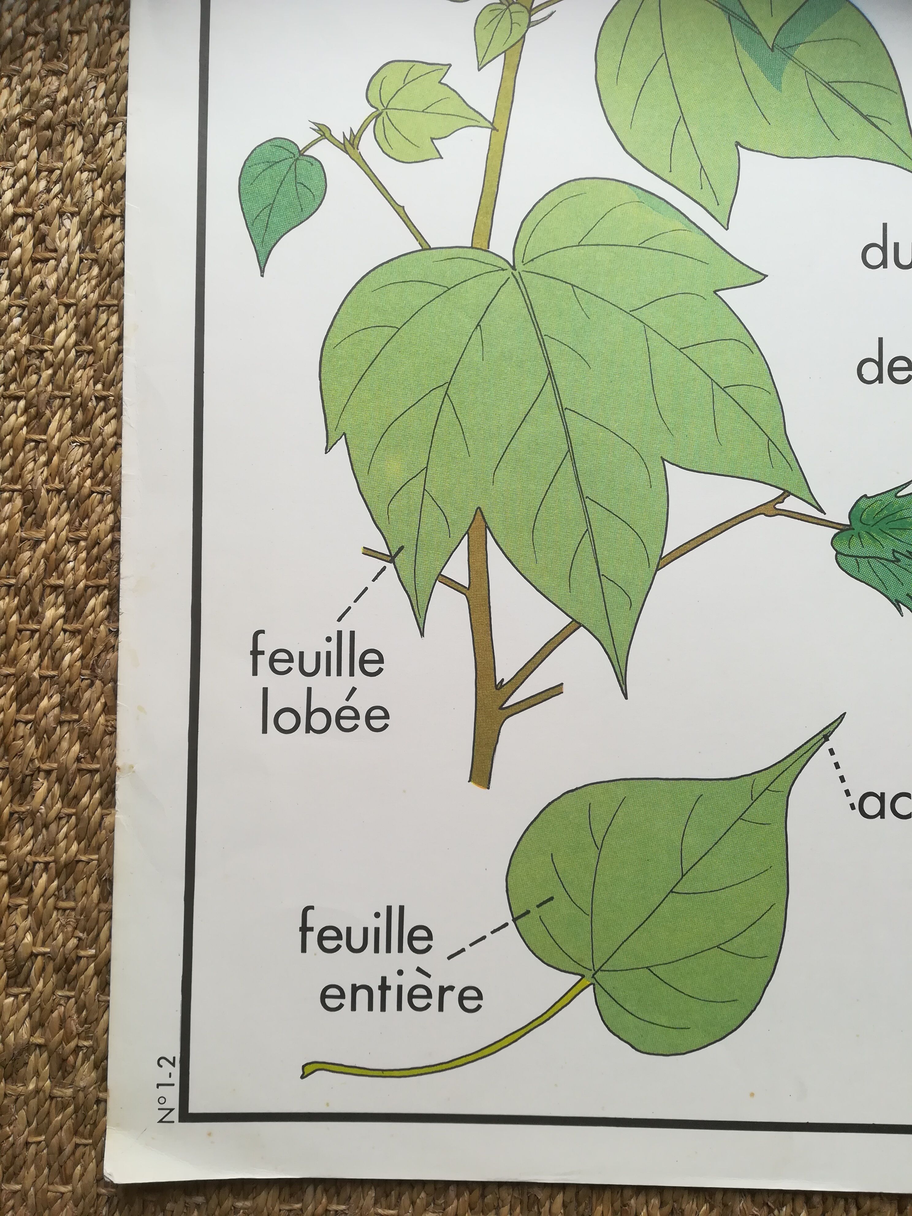 Affiche pédagogique Rossignol "Le cotonnier et le manguier" vintage.