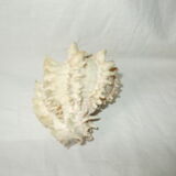 Shell for curiosity cabinet