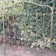 Napoleon III iron headboard L127xH144