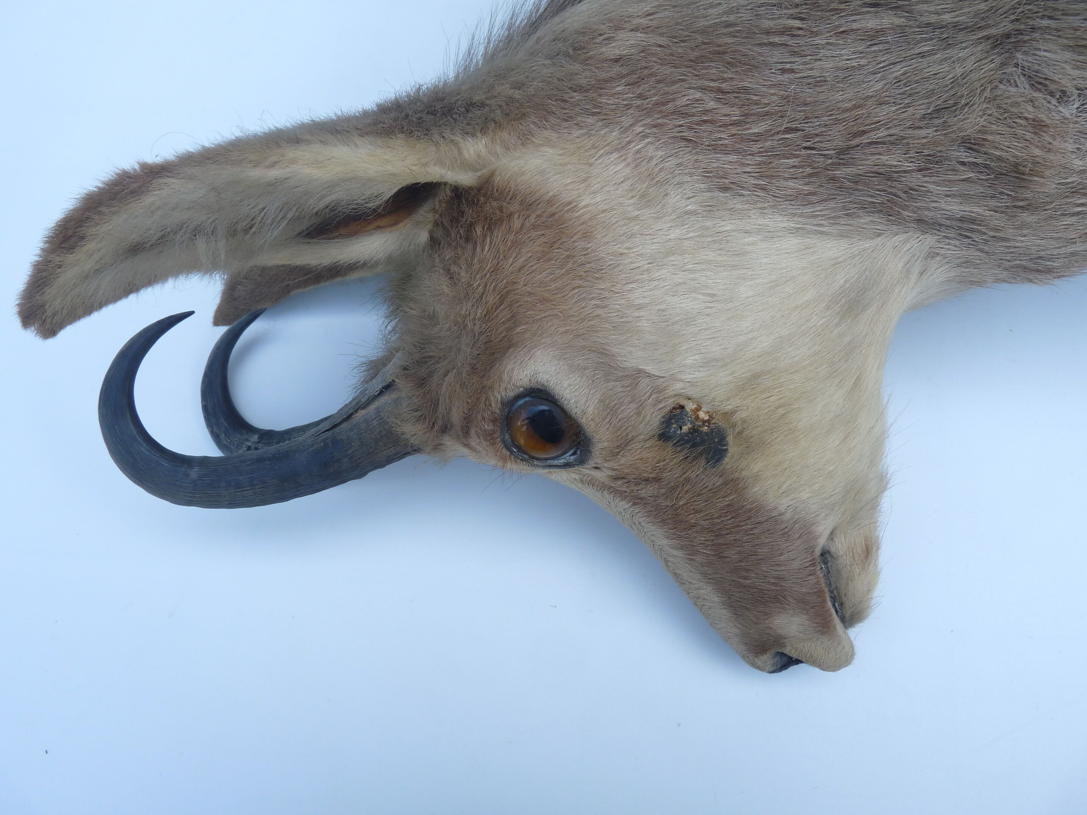 Trophy of chamois on wooden base