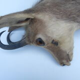Trophy of chamois on wooden base