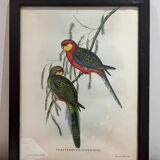 Early lithograph gould & richter