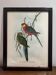 Early lithograph gould & richter