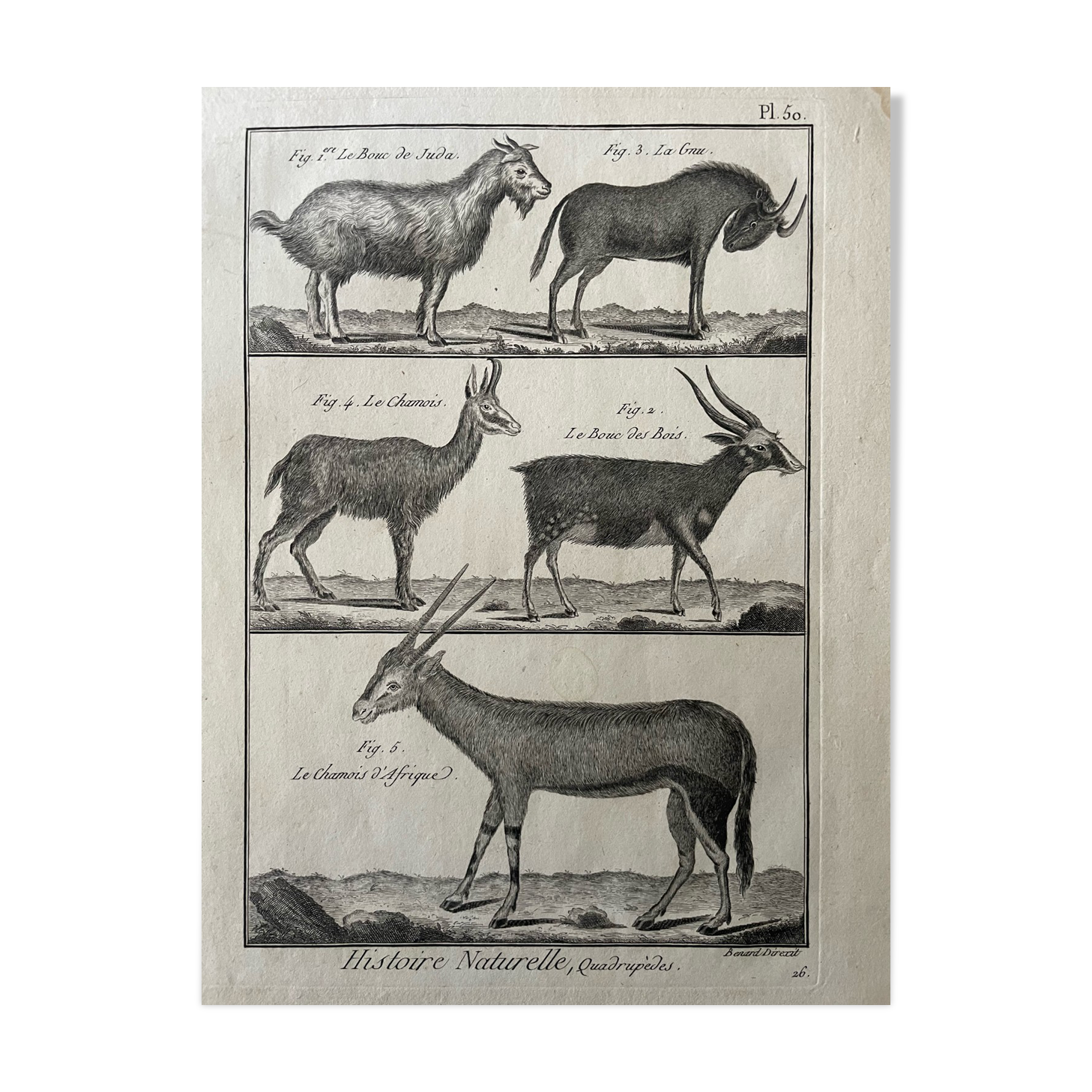 Book XVIIIth buffon, bonnaterre, natural history, quadrupeds, mammals
