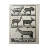 Book XVIIIth buffon, bonnaterre, natural history, quadrupeds, mammals