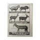 Livre XVIIIe buffon, bonnaterre, histoire naturelle, quadrupèdes, mammifères