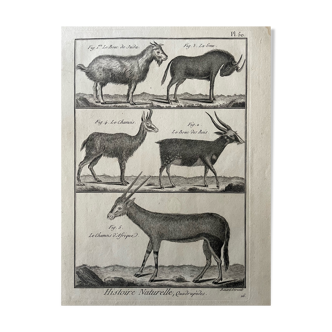 Book XVIIIth buffon, bonnaterre, natural history, quadrupeds, mammals