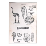 Original vintage geology board