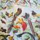 Lithographie sur les oiseaux exotiques de 1928