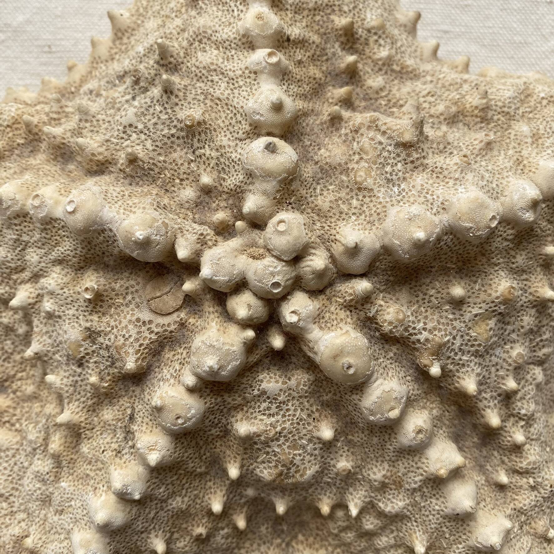 knotted starfish 21 cm