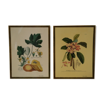 Pair of botanical boards collection metadier