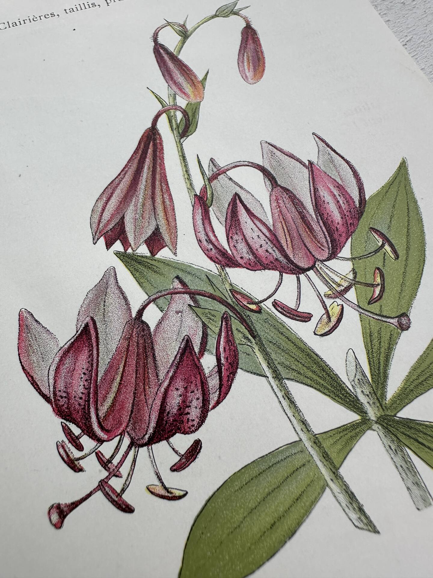 Botanical Plate 1800 Old naturalist engraving 19th century double-sided