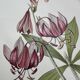 Botanical Plate 1800 Old naturalist engraving 19th century double-sided