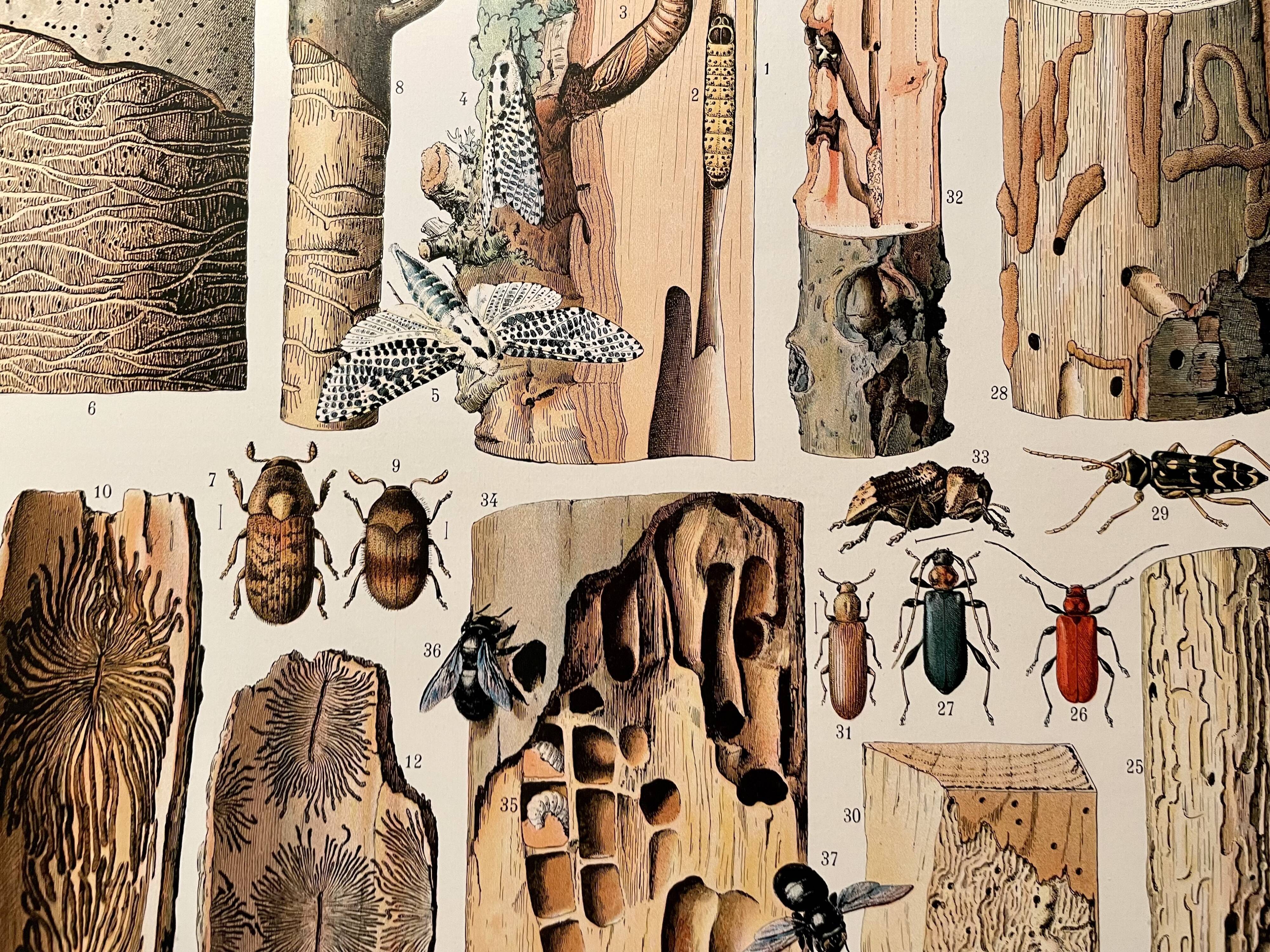 Lithograph on wood-boring insects (zeuzère) from 1907
