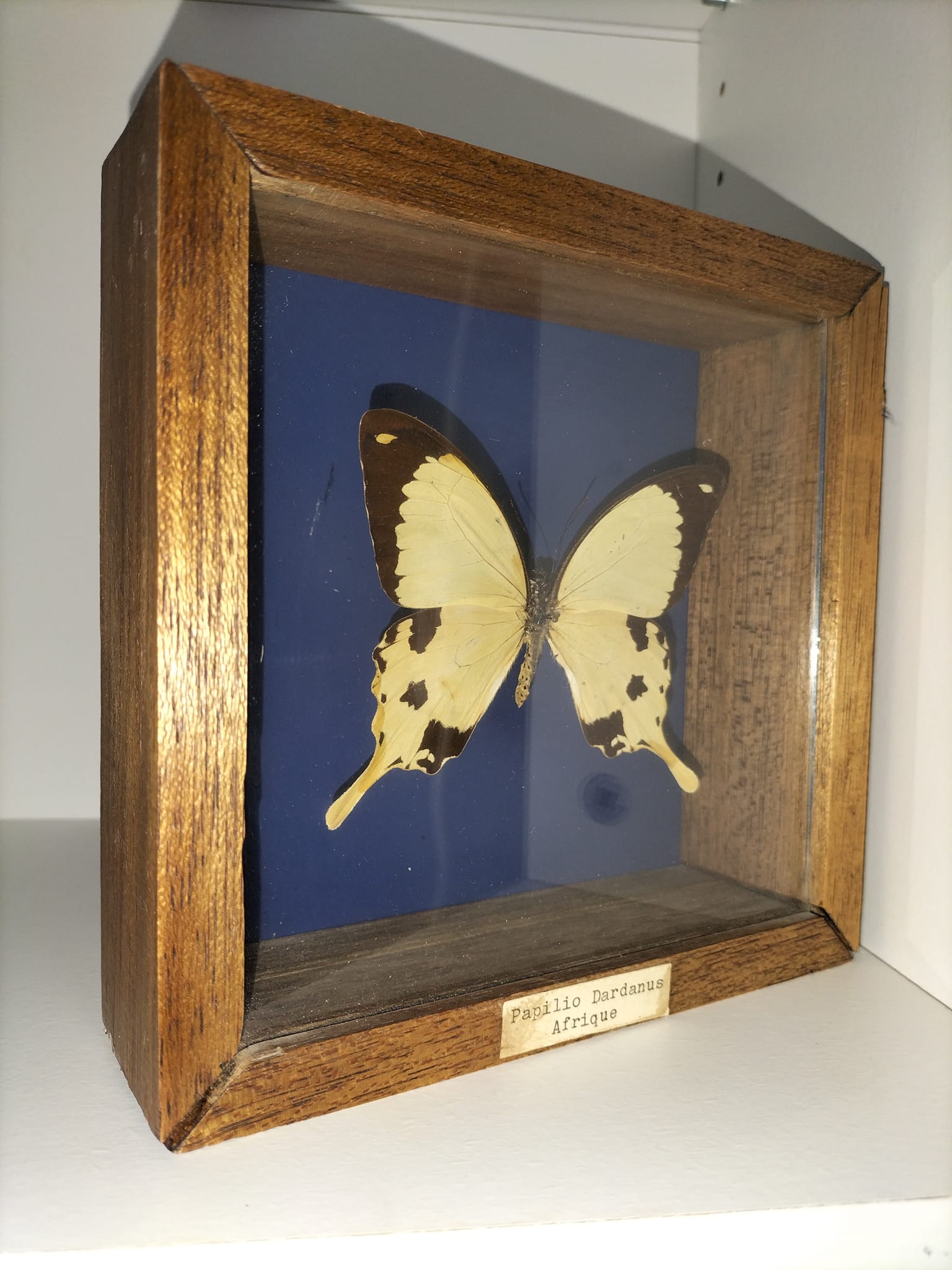 Butterfly frame Dardanus Central Africa