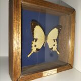 Butterfly frame Dardanus Central Africa