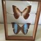 Wooden frame with 2 butterflies