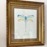 Blue dragonfly frame