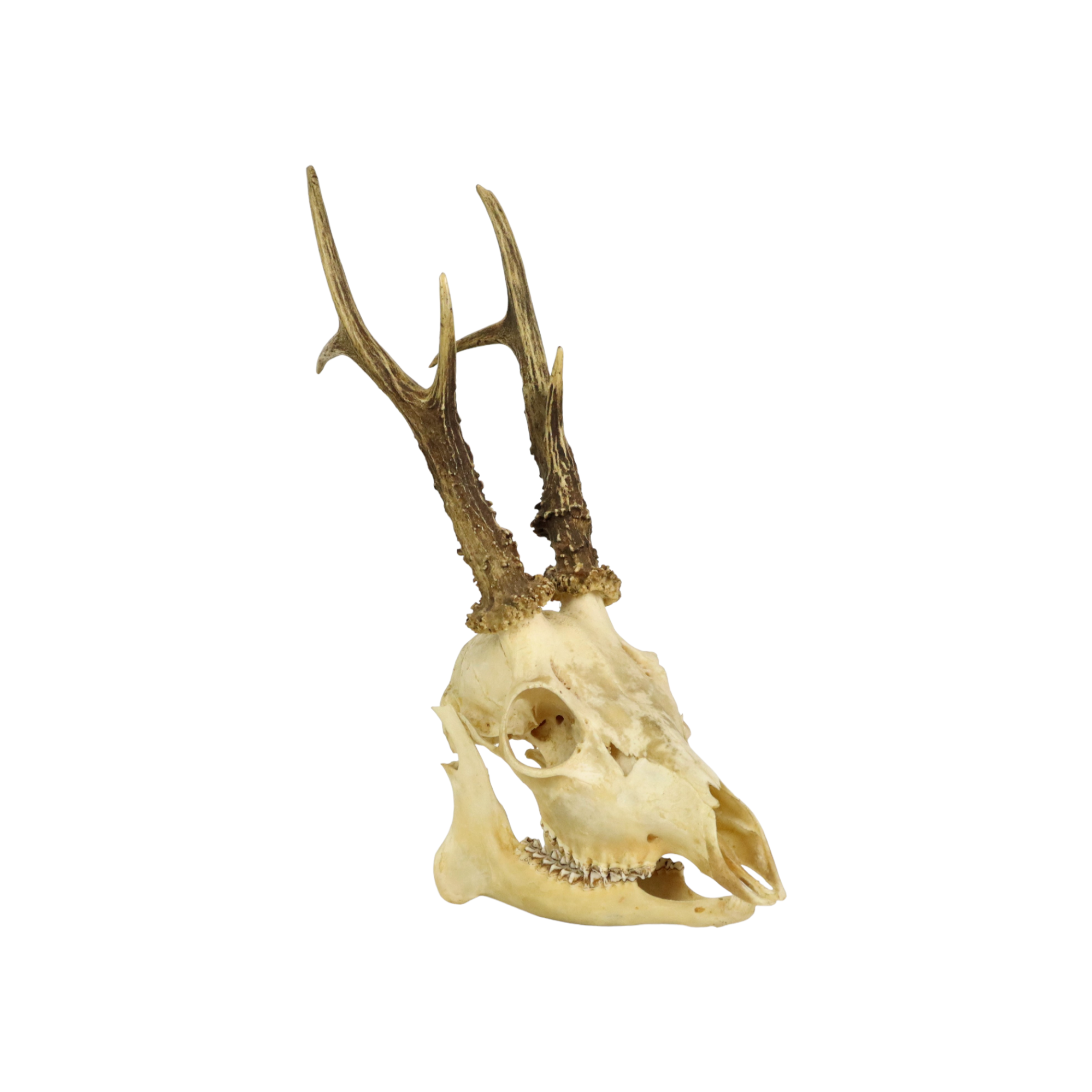 Deer skull taxidermy complete antlers skull deer 33cm