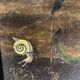 Nature morte aux insectes