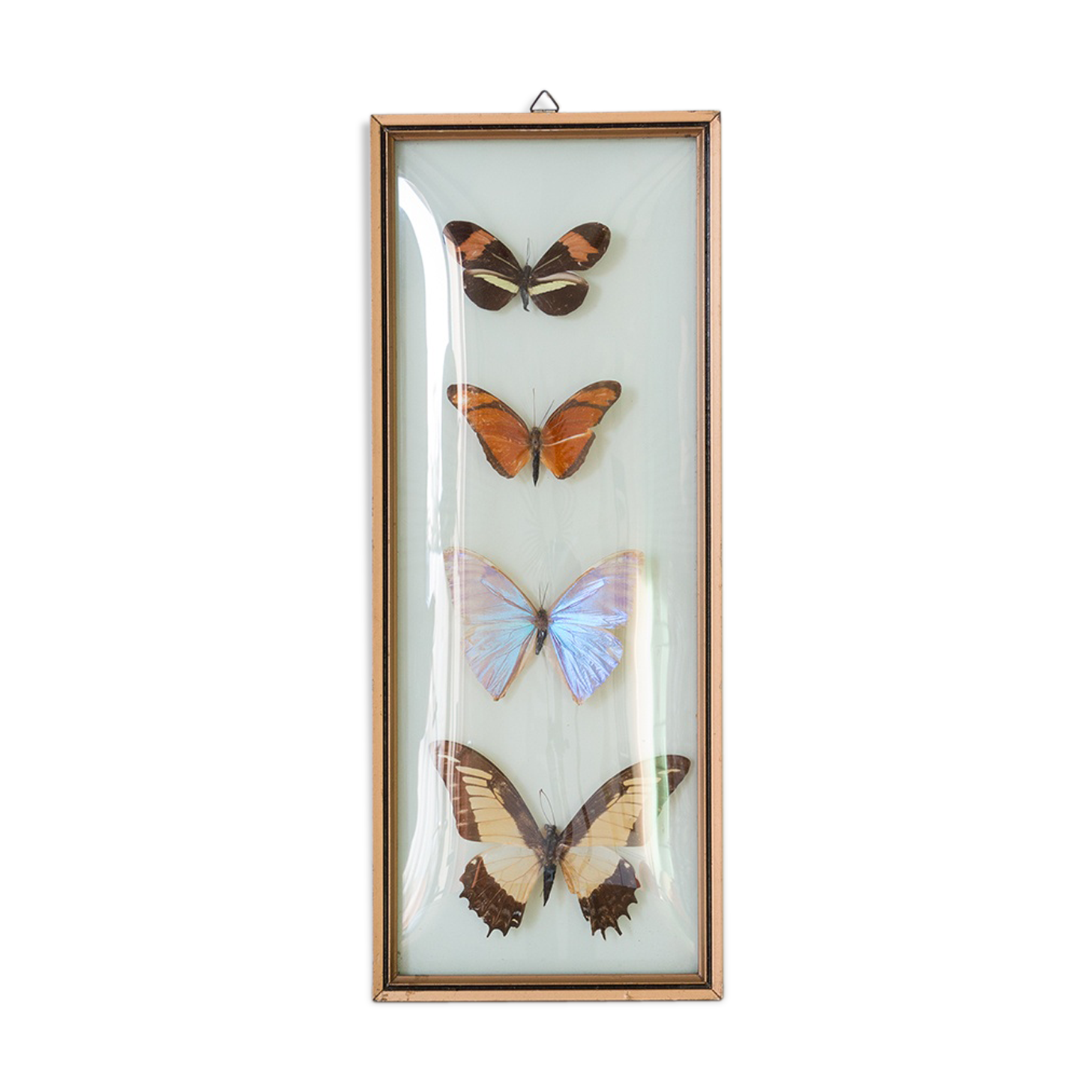 Papillons encadrés