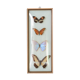 Papillons encadrés