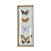 Papillons encadrés
