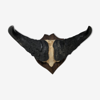 Buffalo hunting trophy