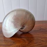 Nautilus mother-of-pearl shell Nautilus