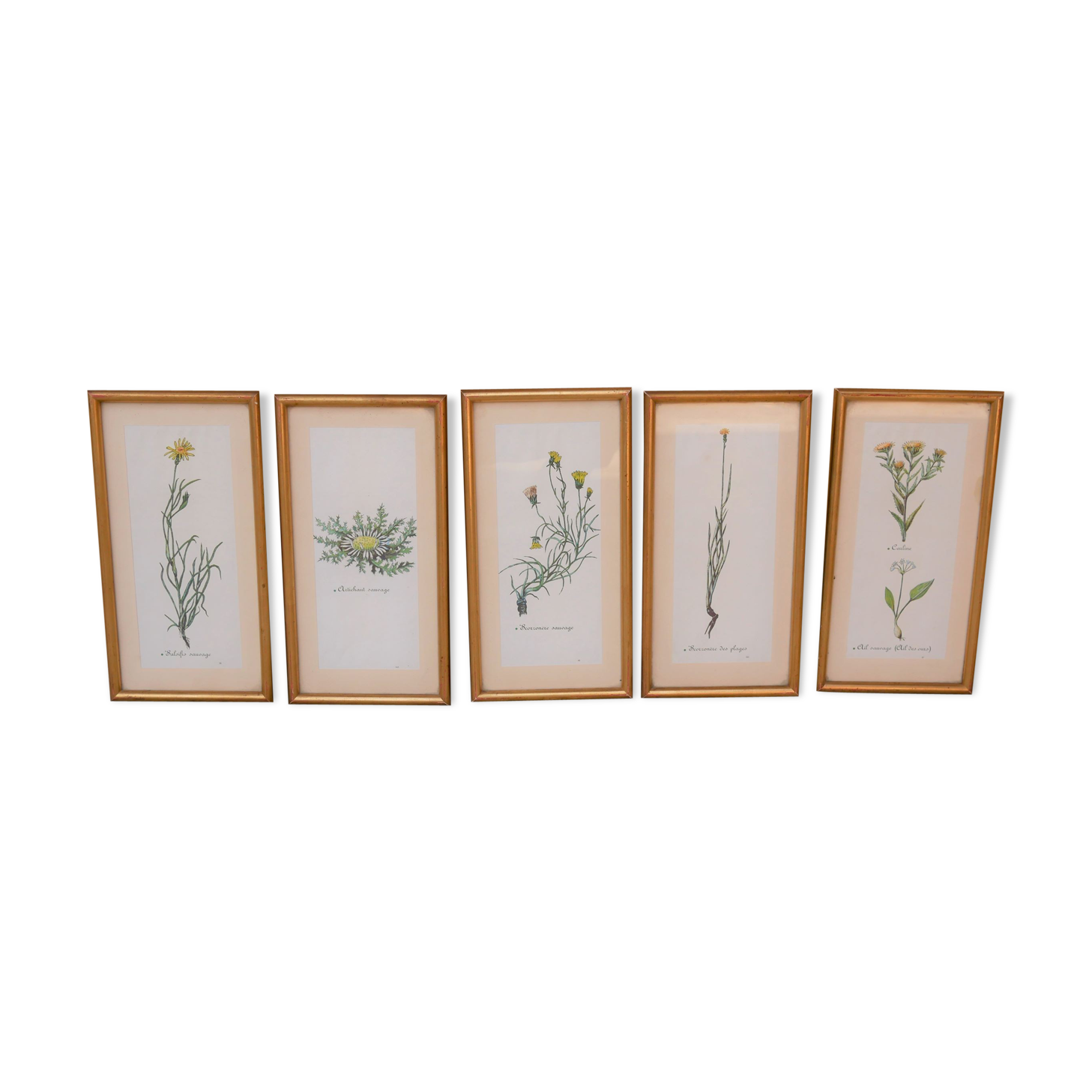 Series of 5 vintage botanical boards