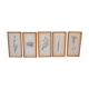 Series of 5 vintage botanical boards