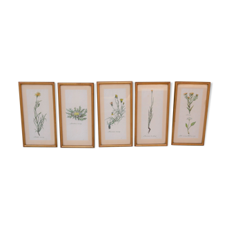 Series of 5 vintage botanical boards