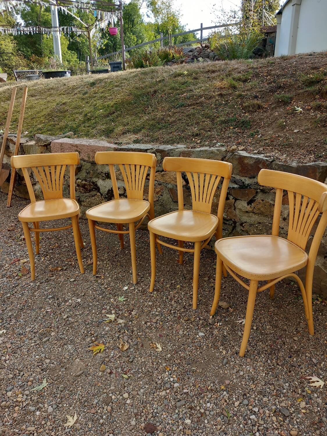 4 bistro chairs in solid blond wood, Fischel style