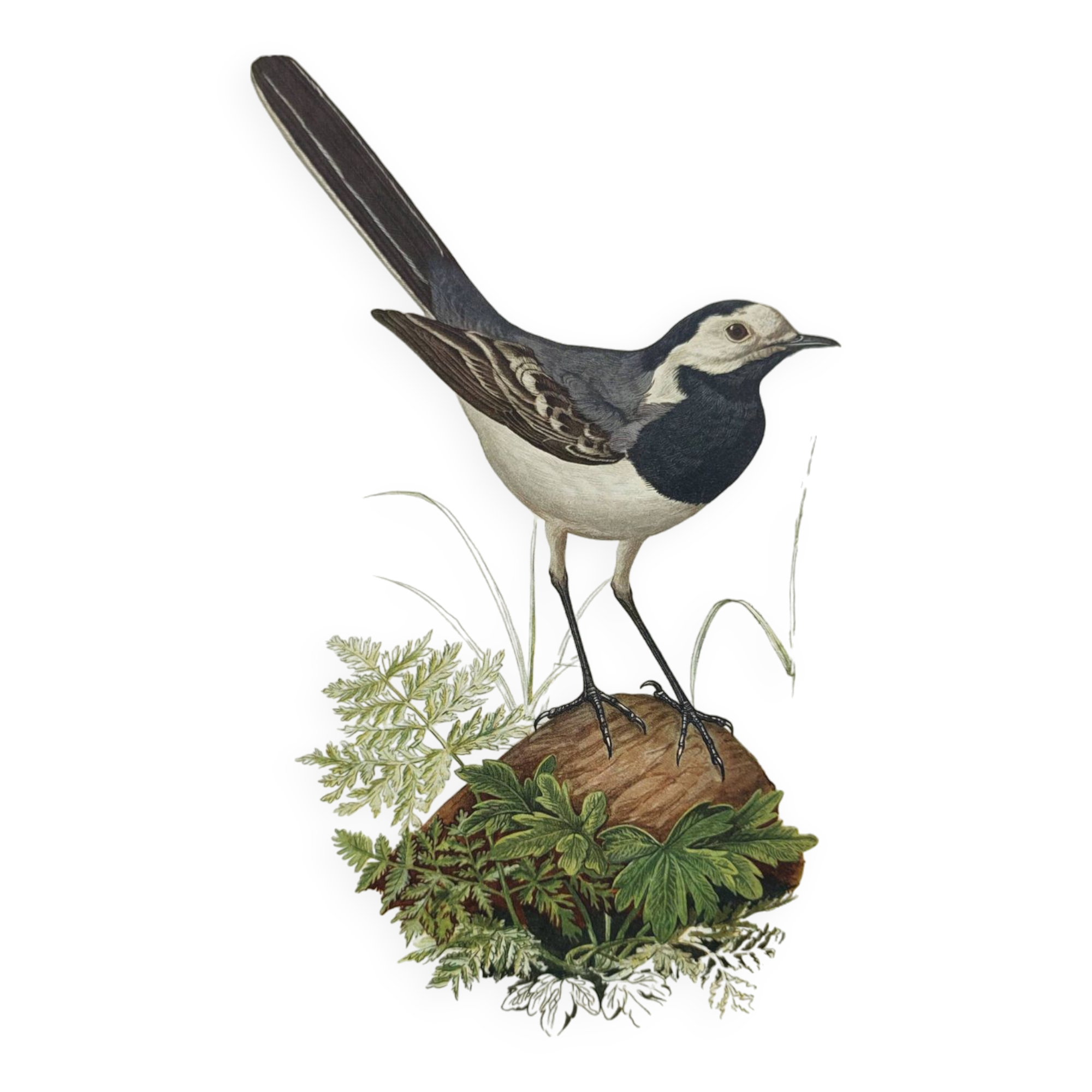 Old bird board 1960s - Gray Wagtail - Zoological and ornithology illustration