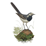 Old bird board 1960s - Gray Wagtail - Zoological and ornithology illustration