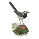 Old bird board 1960s - Gray Wagtail - Zoological and ornithology illustration