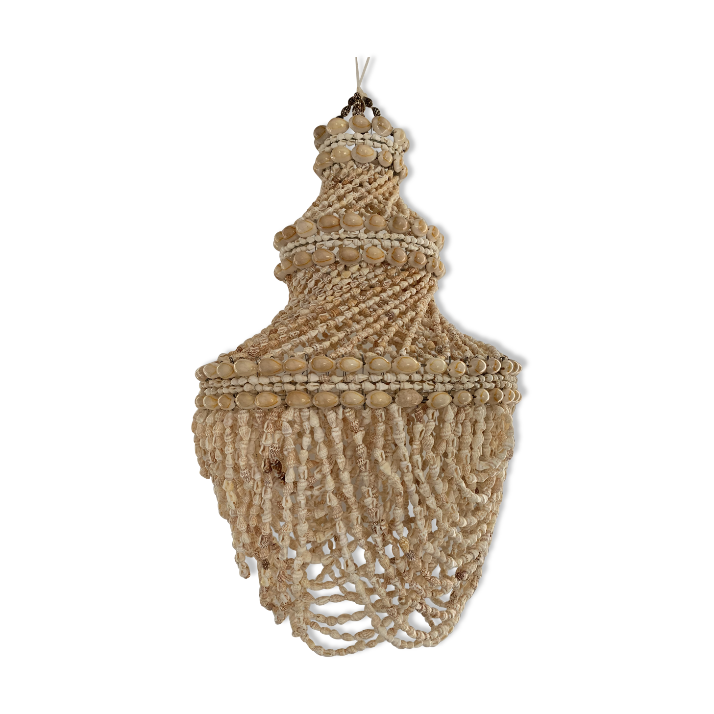 Lustre shell cauris