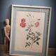 Authentic and ancient lithograph of Redouté representing a Bengal rose with bouquets (in a c