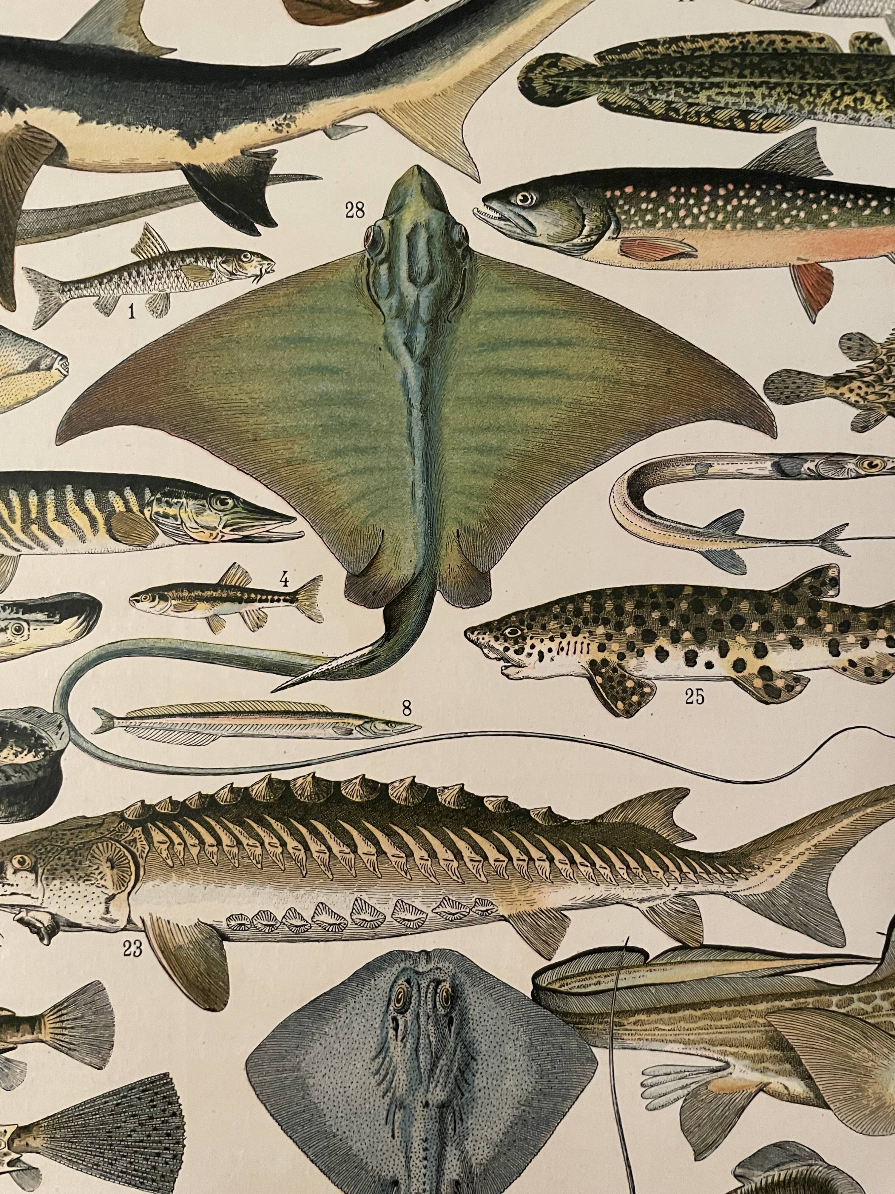 Lithograph engraving fish from 1897