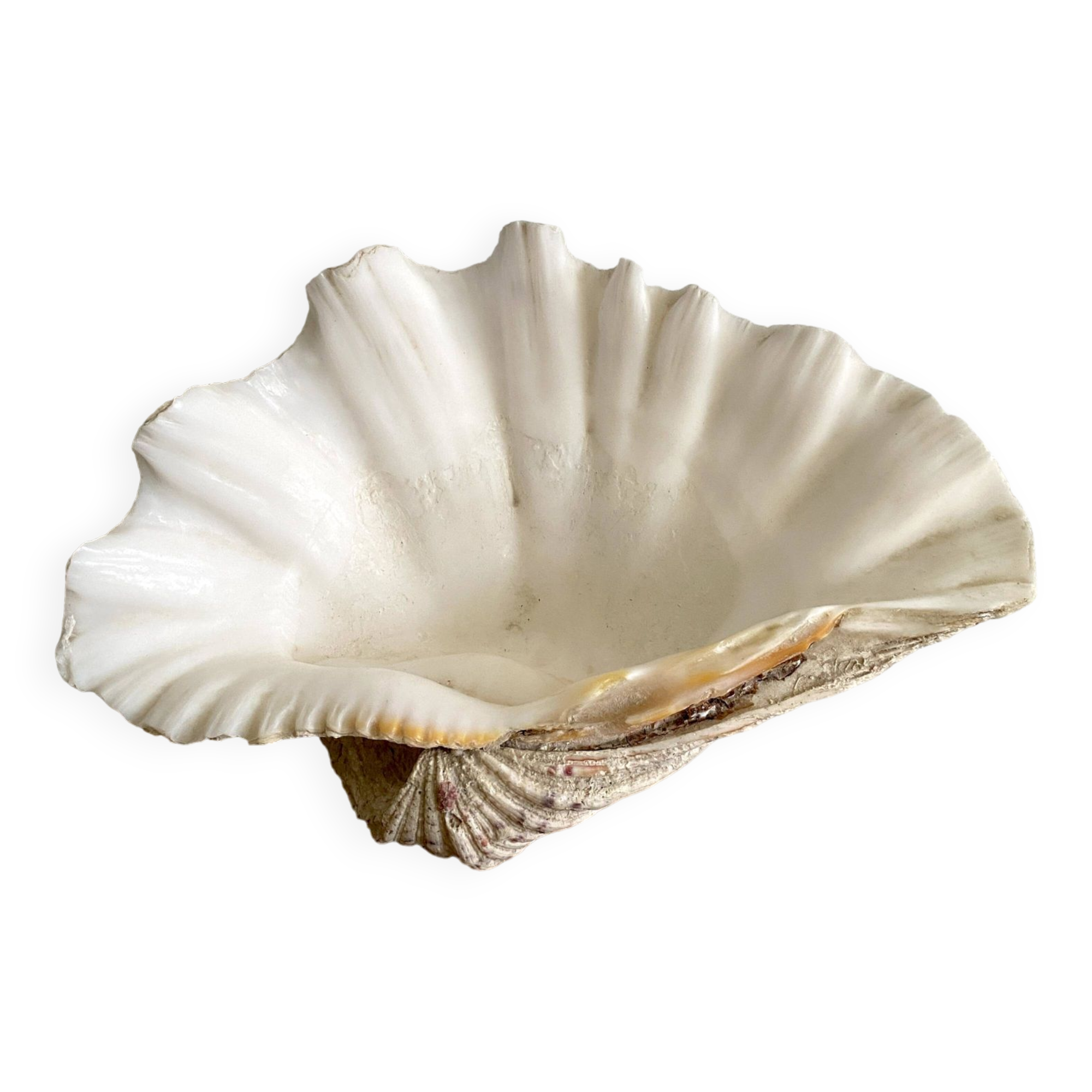 Bénitier shells, cabinet of curiosities